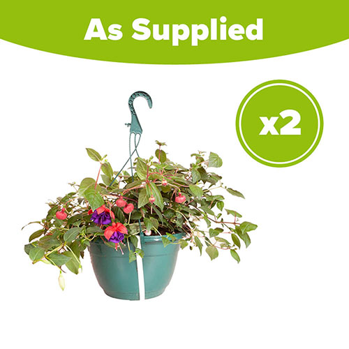 Pre-Planted Fuchsia Trailing Hanging Baskets