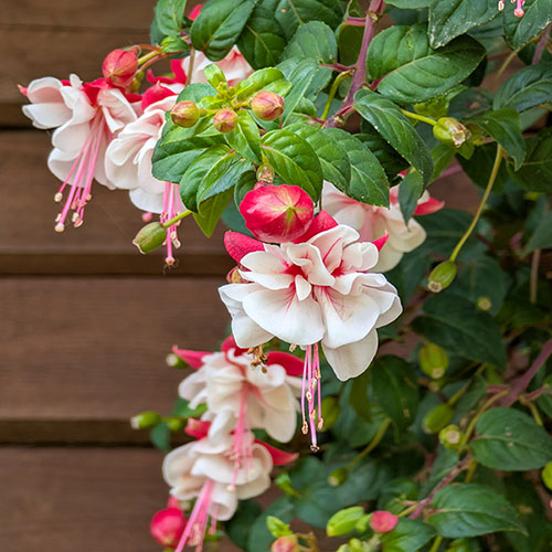 Flowering Fuchsia Pyramid