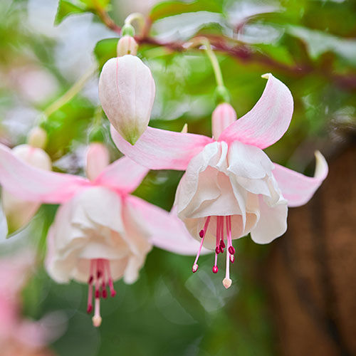 Flowering Fuchsia Pyramid Flowering Fuchsia Pyramid