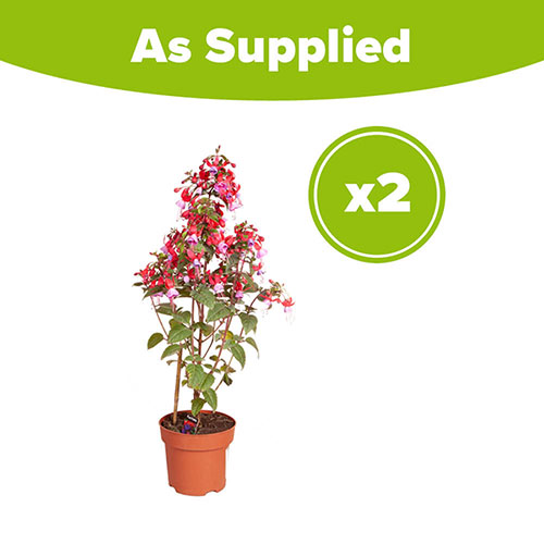 Flowering Fuchsia Pyramid Flowering Fuchsia Pyramid
