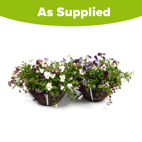 Premium Pre-Planted Cool Wave Berries & Cream Rattan Baskets Premium Pre-Planted Cool Wave Berries & Cream Rattan Baskets