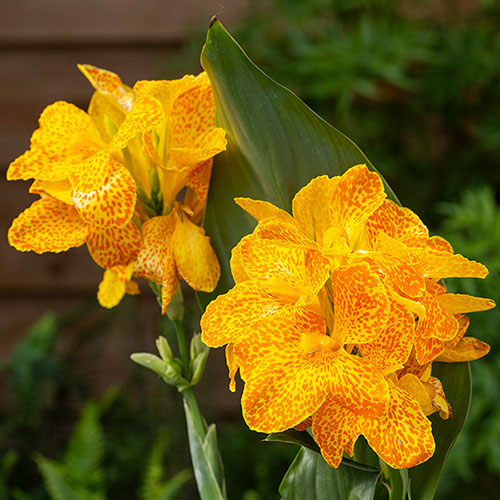 Canna Lily Cannova Orchid