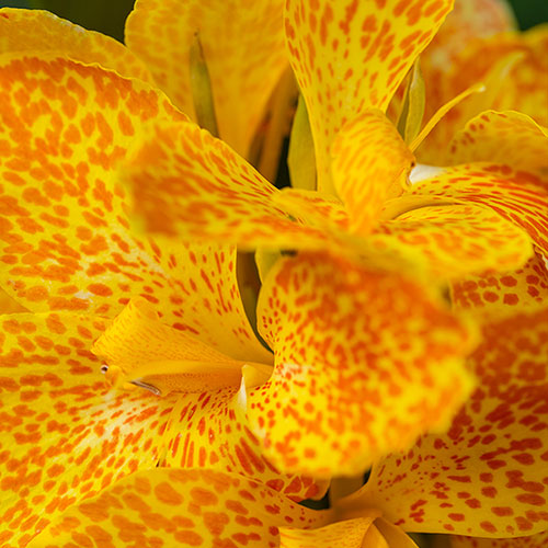 Canna Lily Cannova Orchid