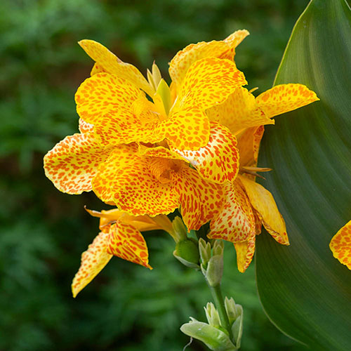 Canna Lily Cannova Orchid
