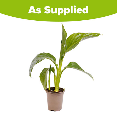 Canna Lily Cannova Orchid Canna Lily Cannova Orchid