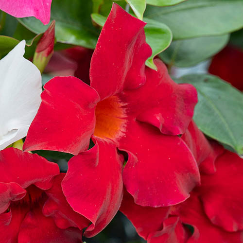 Brazilian Jasmine (Mandevilla) Jade Red