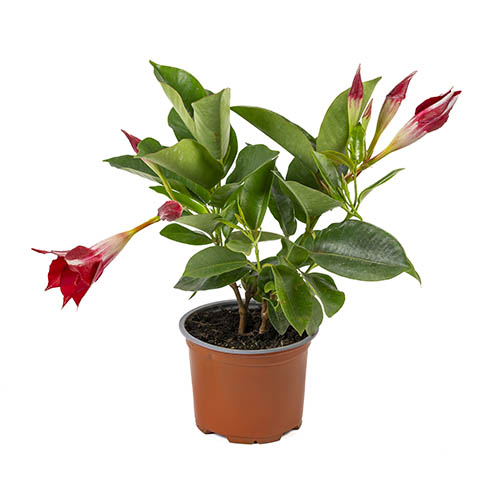Brazilian Jasmine (Mandevilla) Jade Red