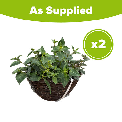 Premium Pre-Planted Fuchsia Trailing Rattan Hanging Baskets