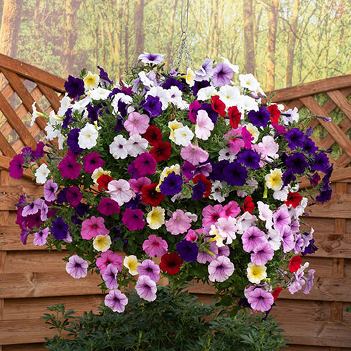 Premium Pre-Planted Petunia Wave Rattan Hanging Baskets