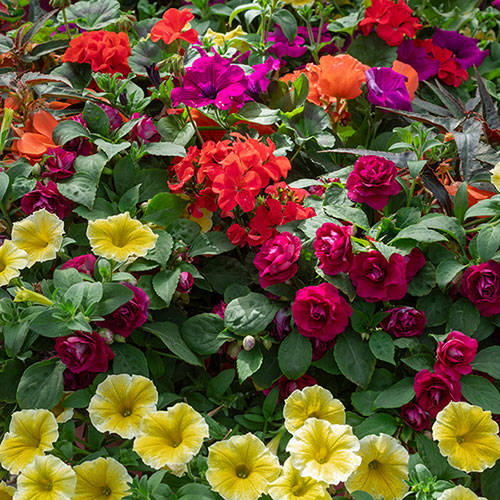 Pre-Planted Sunset Oasis Hanging Baskets