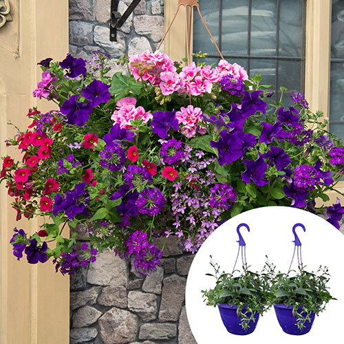 Preplanted 'Summer Sensation' Hanging Baskets