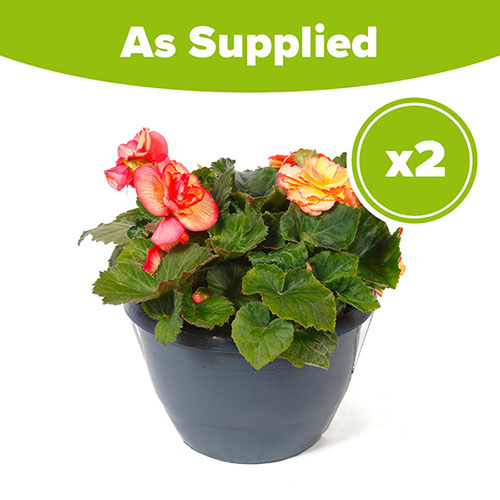 Pre-Planted Begonia Sunshine Shades Patio Pots