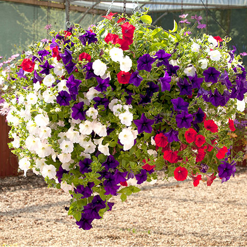 Pre-Planted Petunia Patriotic Mix Rattan Hanging Baskets Pre-Planted Petunia Patriotic Mix Rattan Hanging Baskets