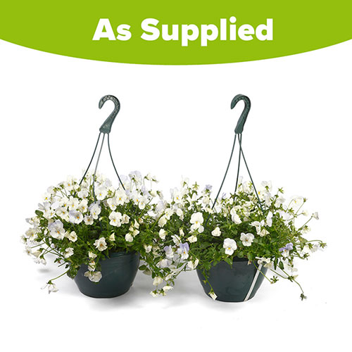 Pre-Planted Pansy Cool Wave Frost Hanging Baskets