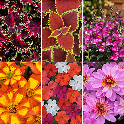 Summer Flowering Bedding Collection Summer Flowering Bedding Collection