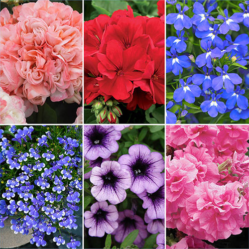 Summer Flowering Bedding Collection Summer Flowering Bedding Collection