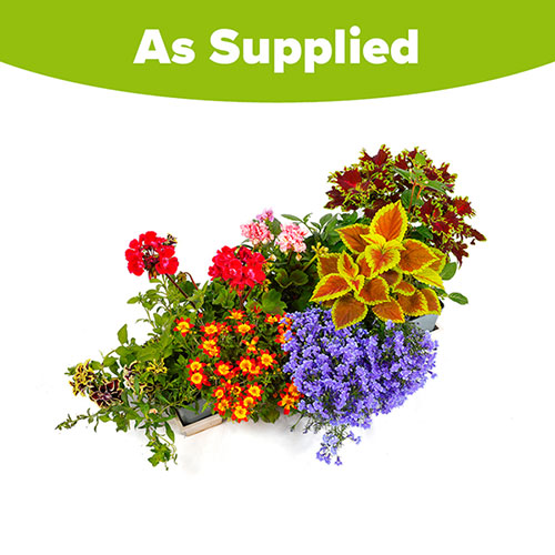 Summer Flowering Bedding Collection