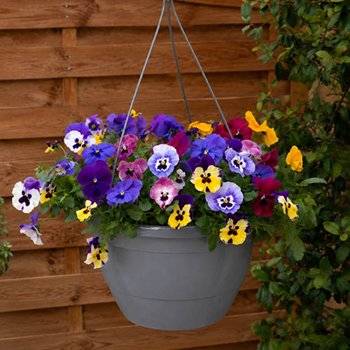 Pre-Planted Pansy Top Wave Hanging Baskets