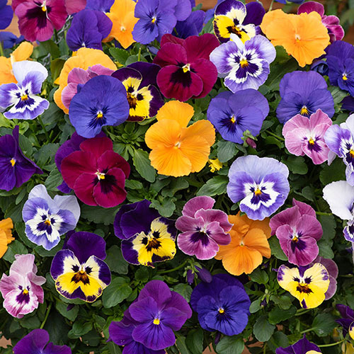 Pre-Planted Pansy Top Wave Hanging Baskets
