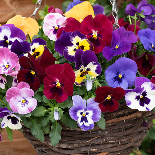 Premium Pre-Planted Pansy Top Wave Rattan Hanging Baskets Premium Pre-Planted Pansy Top Wave Rattan Hanging Baskets