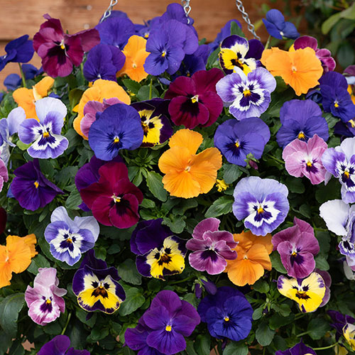 Premium Pre-Planted Pansy Top Wave Rattan Hanging Baskets Premium Pre-Planted Pansy Top Wave Rattan Hanging Baskets