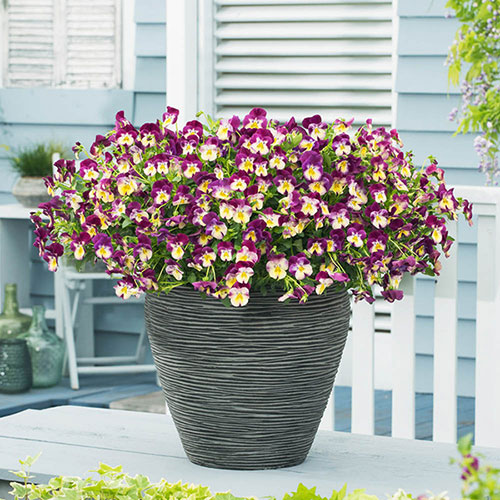 Pansy Cool Wave Raspberry Swirl Pansy Cool Wave Raspberry Swirl