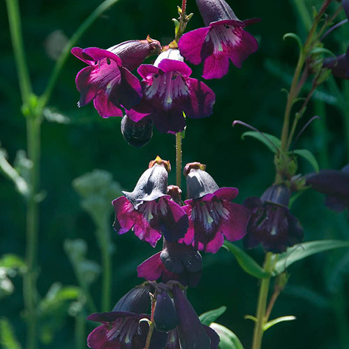 Perennial Hardy Penstemon Collection Perennial Hardy Penstemon Collection