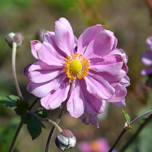 Japanese Anemone Queen Charlotte