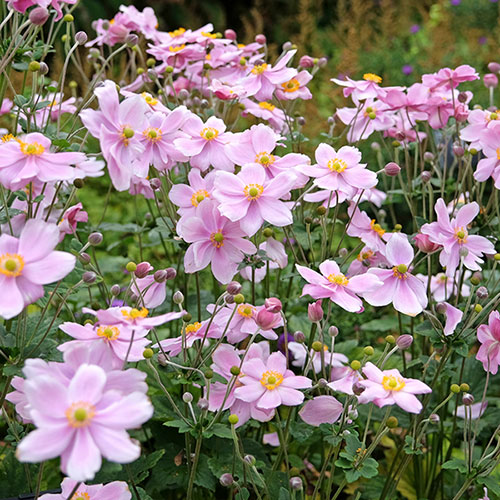 Japanese Anemone Queen Charlotte