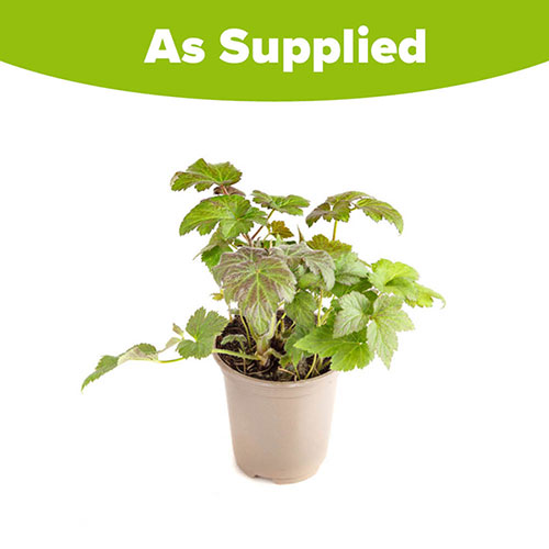 Japanese Anemone Queen Charlotte