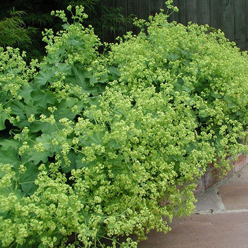 Cottage Garden Perennial Favourites x 6 Garden Ready Plants