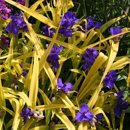 Spiderwort Tradescantia Blue �n� Gold Trinity Flower