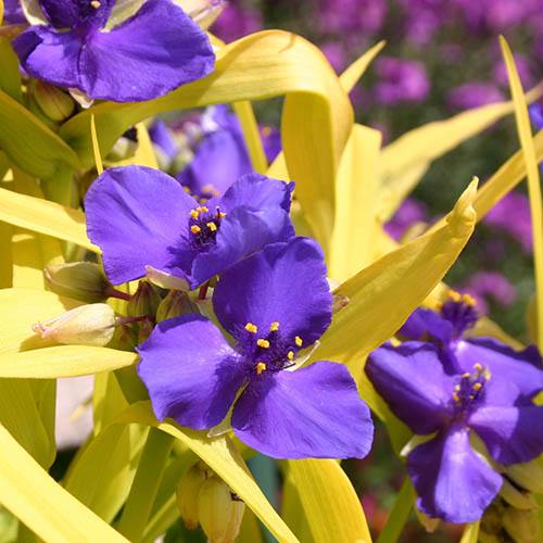 Spiderwort Tradescantia Blue �n� Gold Trinity Flower