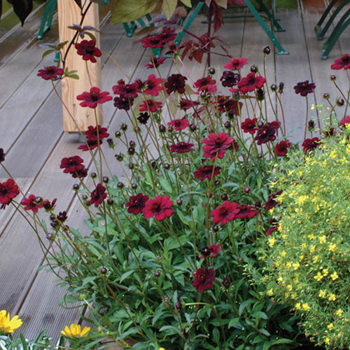 Cosmos Chocolate Atrosanguineus 6 X Plugs Gardening Direct