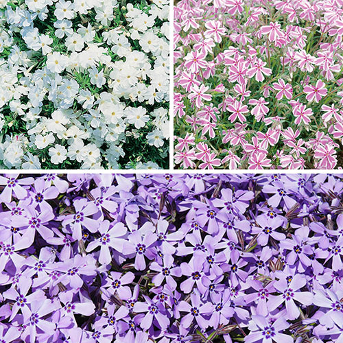 Creeping Phlox Collection Creeping Phlox Collection