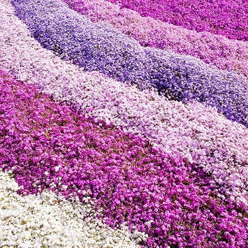 Creeping Phlox Collection Creeping Phlox Collection