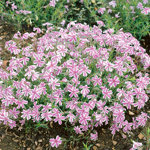 Creeping Phlox Collection Creeping Phlox Collection