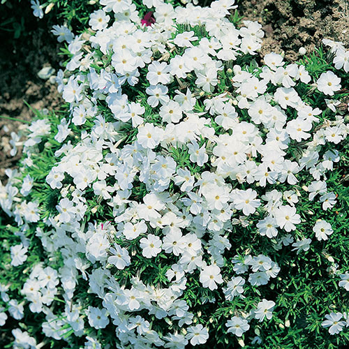 Creeping Phlox Collection Creeping Phlox Collection