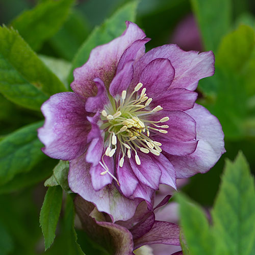 Hellebore Double Queen Mix Hellebore Double Queen Mix
