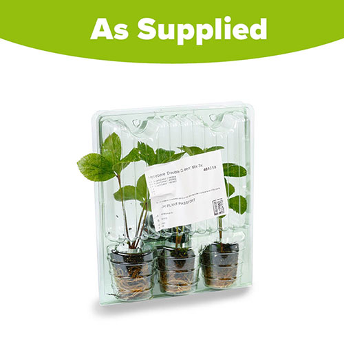 Hellebore Double Queen Mix Hellebore Double Queen Mix