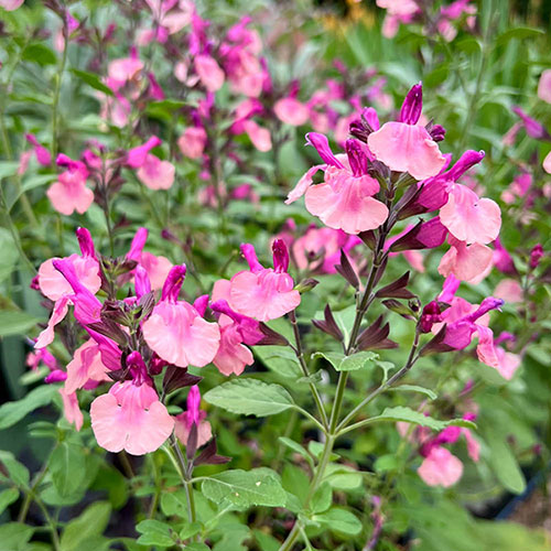 Salvia Peach Melba Salvia Peach Melba