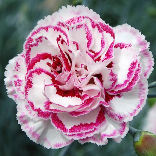 Cottage Garden Devon Pinks Collection Cottage Garden Devon Pinks Collection