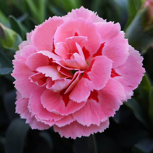 Cottage Garden Devon Pinks Collection Cottage Garden Devon Pinks Collection
