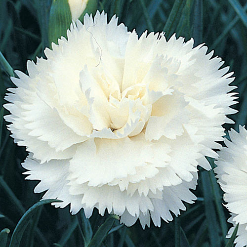 Cottage Garden Devon Pinks Collection Cottage Garden Devon Pinks Collection
