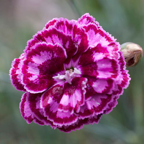 Cottage Garden Devon Pinks Collection Cottage Garden Devon Pinks Collection