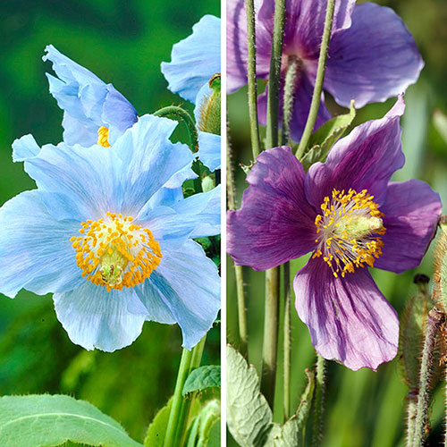 Meconopsis Poppy Collection
