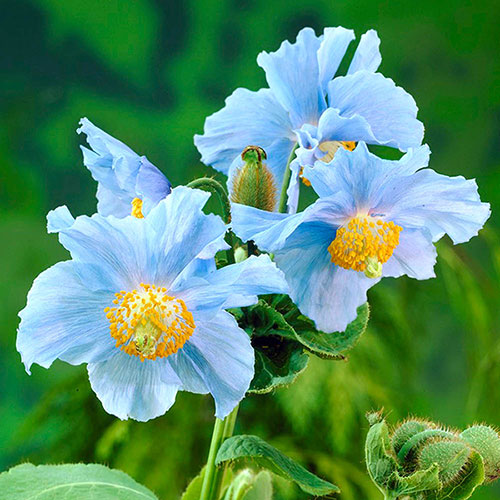 Meconopsis Poppy Collection
