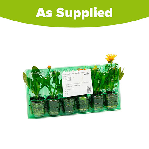 Calendula Power Daisy Collection Calendula Power Daisy Collection
