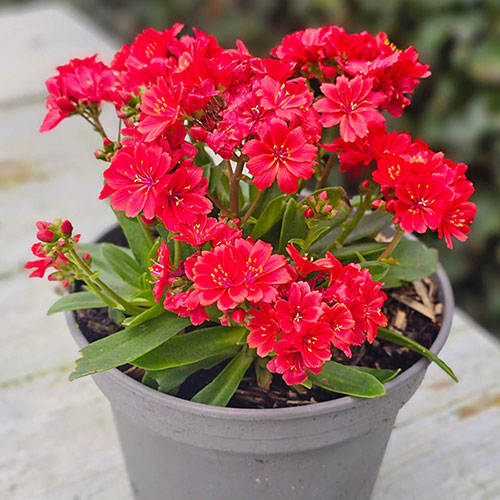 Lewisia cotyledon Sunset Glow