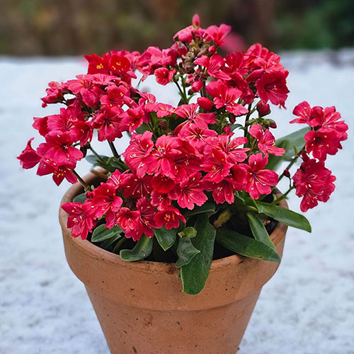 Lewisia cotyledon Sunset Glow